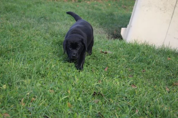 cucciolotti di labrador disponibili | Foto 0