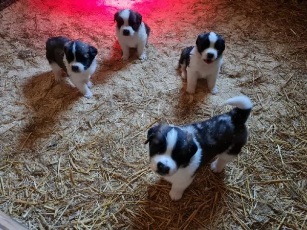 meravigliosa cucciolata di san bernardo