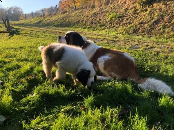 meravigliosa cucciolata di san bernardo | Foto 2