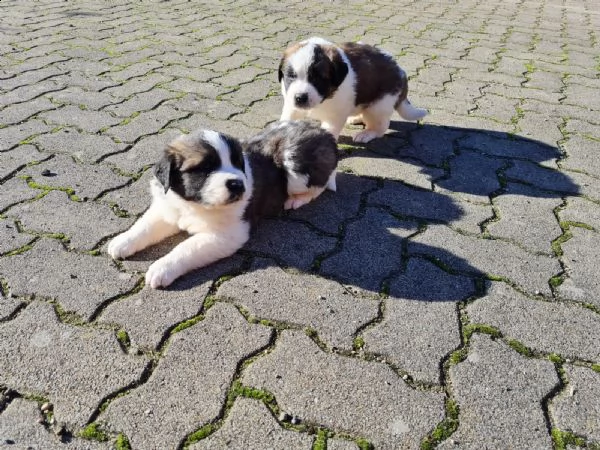 meravigliosa cucciolata di san bernardo | Foto 1
