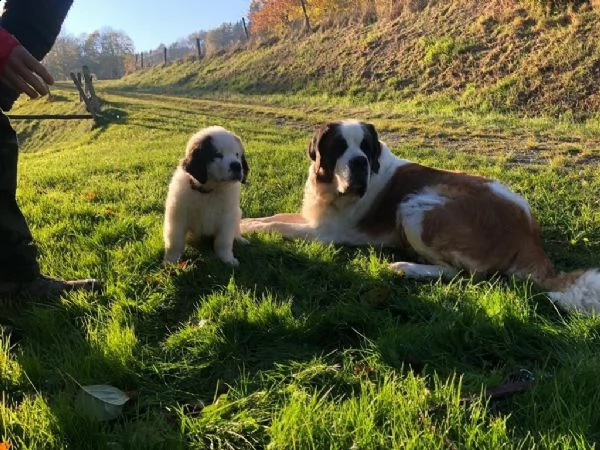 meravigliosa cucciolata di san bernardo | Foto 0