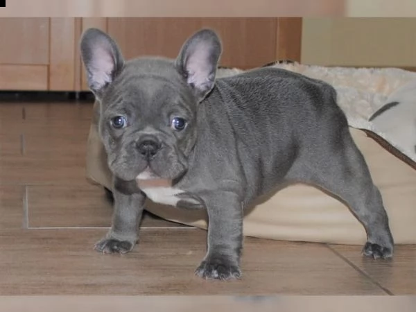 fantastico !mini-mini! bouledogue francese