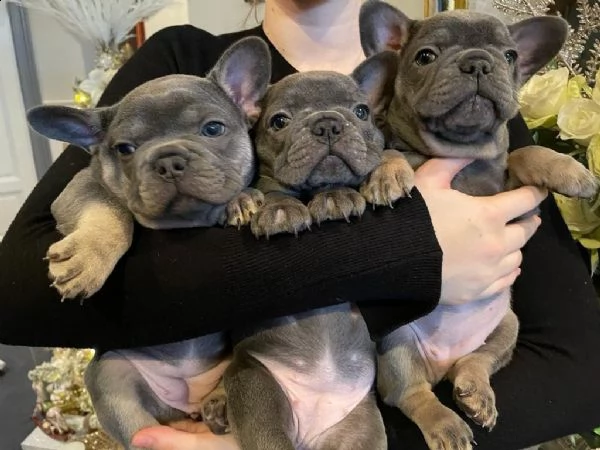 fantastico !mini-mini! bouledogue francese | Foto 4