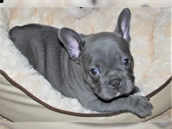 fantastico !mini-mini! bouledogue francese | Foto 3
