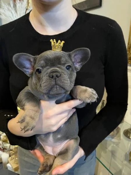 fantastico !mini-mini! bouledogue francese | Foto 2