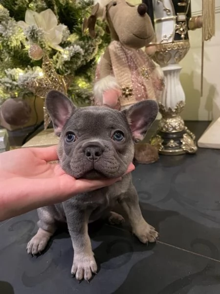 fantastico !mini-mini! bouledogue francese | Foto 1