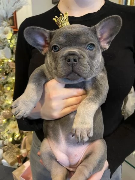 fantastico !mini-mini! bouledogue francese | Foto 0