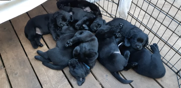 cuccioli di labrador | Foto 2