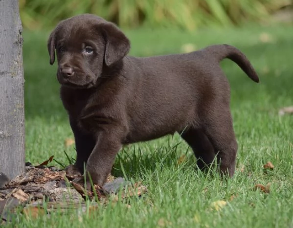 cuccioli di labrador | Foto 1