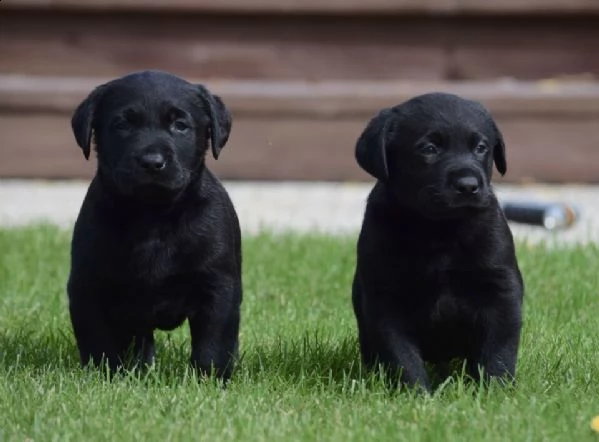 cuccioli di labrador | Foto 0