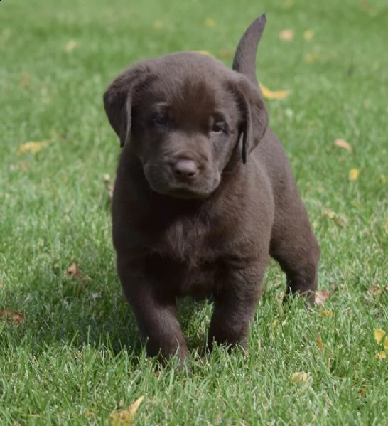 cuccioli di labrador