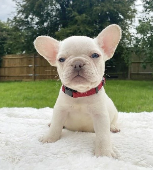 3 mesi bouledogue francese