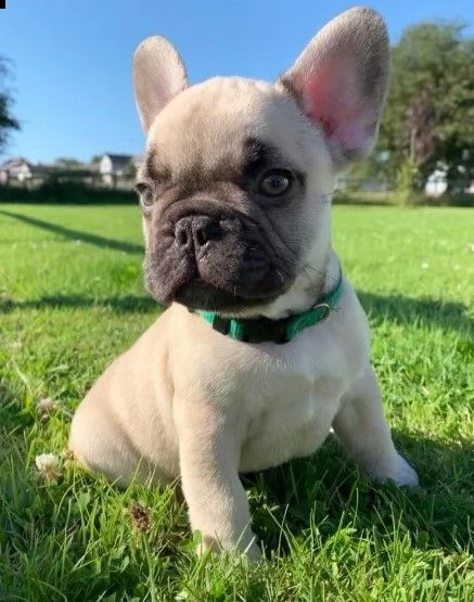 bouledogue francese di 3 mesi 