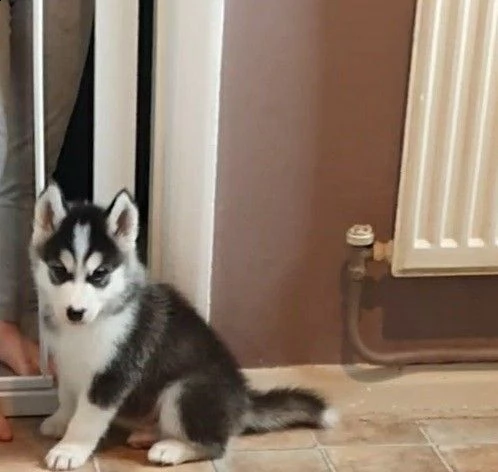 cuccioli siberian husky | Foto 0