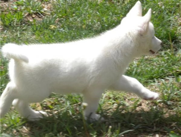 cuccioli di siberian husky bianci