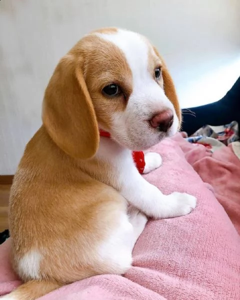 cuccioli di beagle