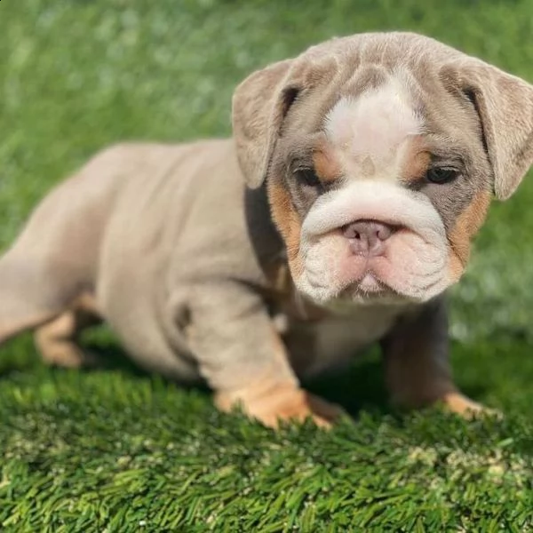 cuccioli inglese bulldog disponibili per adozione