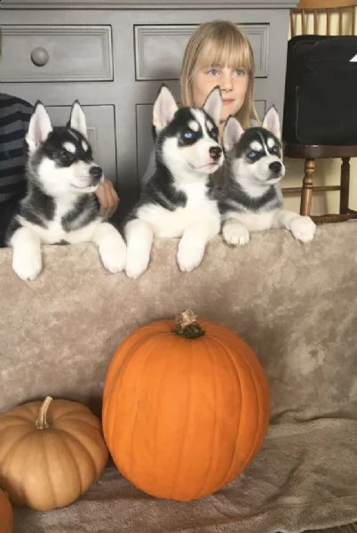 cuccioli di husky siberiano | Foto 0