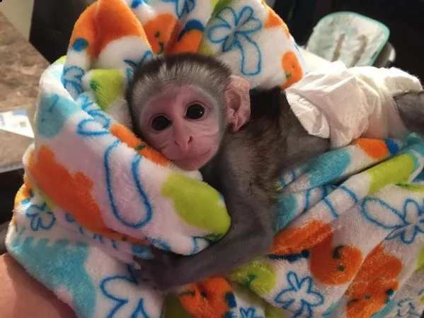 scimmie cappuccino regalo del bambino carino e adorabile per l'adozione  | Foto 1
