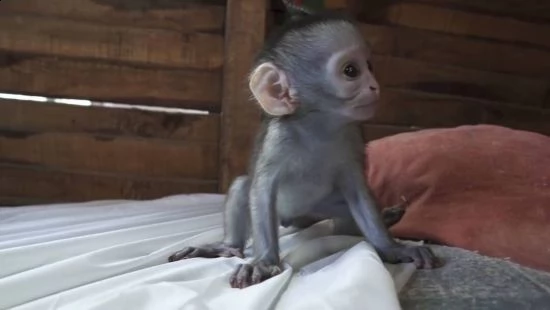 scimmie cappuccino regalo del bambino carino e adorabile per l'adozione  | Foto 0