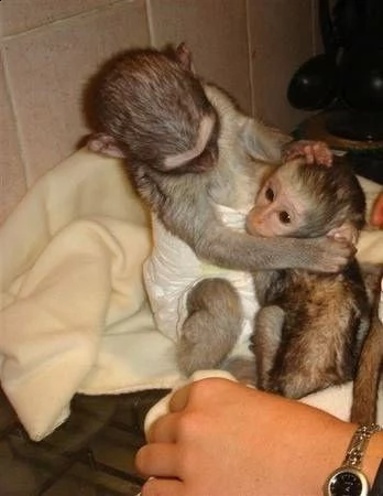 scimmie cappuccino regalo del bambino carino e adorabile per l'adozione 