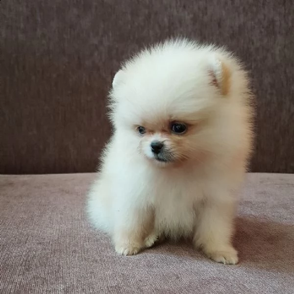 magnifiques chiots de poméranie disponibles