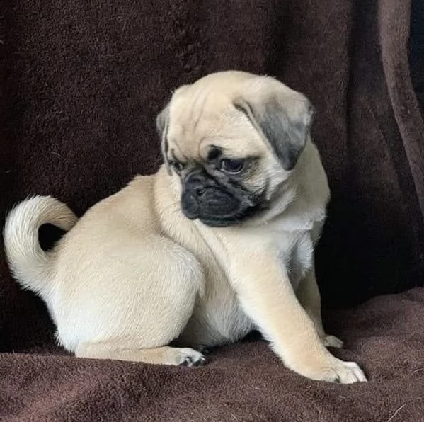 buon bulldog francese in adozione