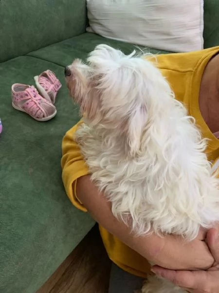 cuccioletto di maltese mini toy