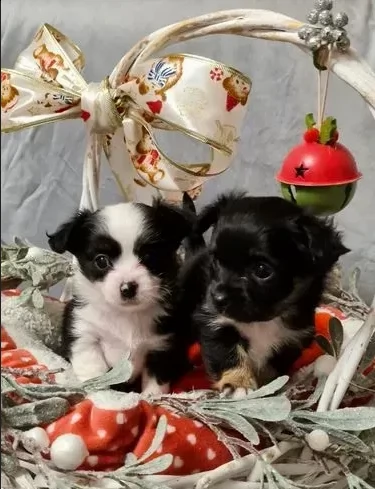 piccoli chihuahua toy di 90 giorni