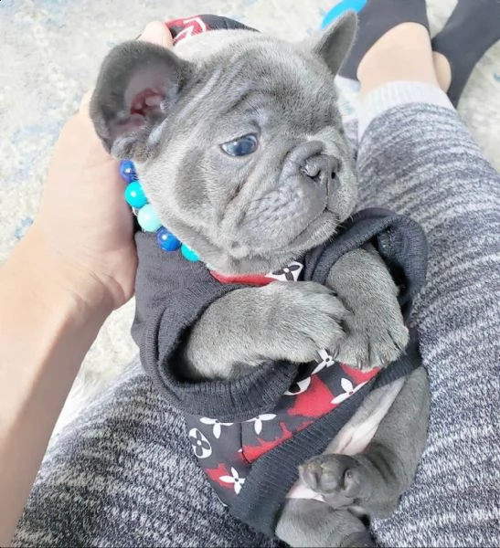 cuccioli di bulldog francese in vendita | Foto 0