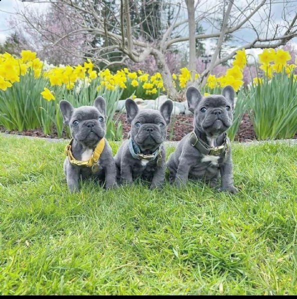 cuccioli di bulldog francese in vendita