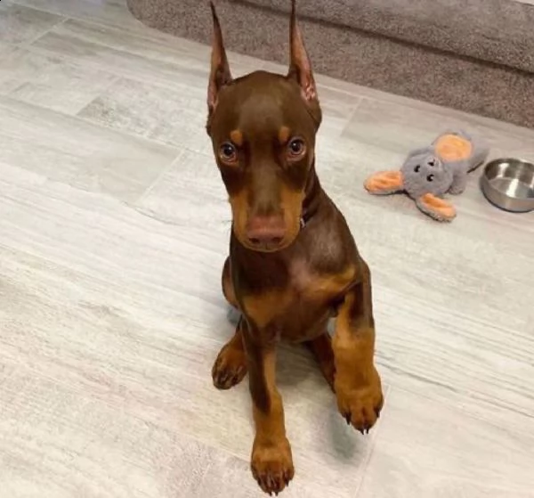  adorabili cuccioli dobermann femminucce e maschietti disponibili i cuccioli sono vaccinati svermina