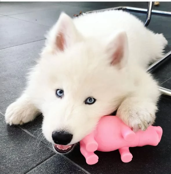 husky maschio disponibile