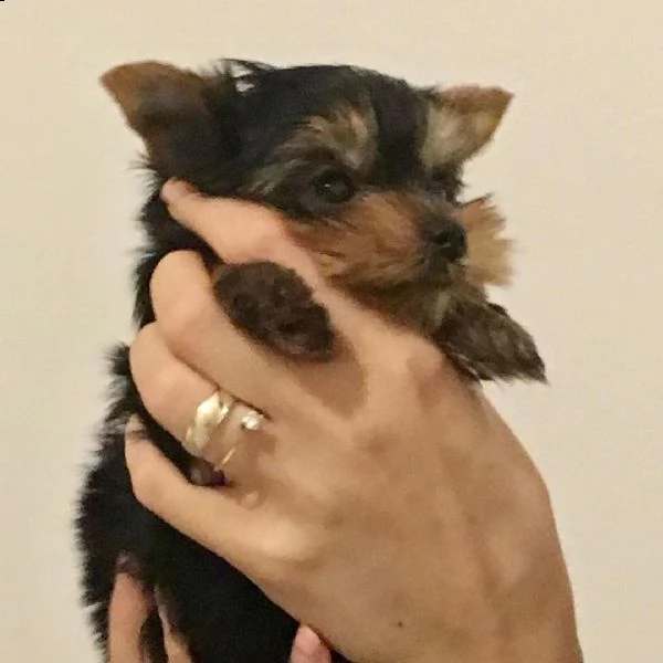 adorabile cucciolo yorkshire regaloi  | Foto 0