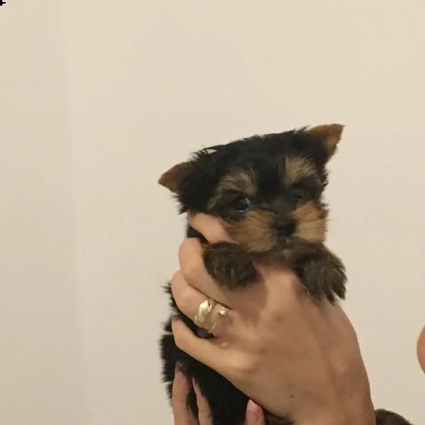 adorabile cucciolo yorkshire regaloi 