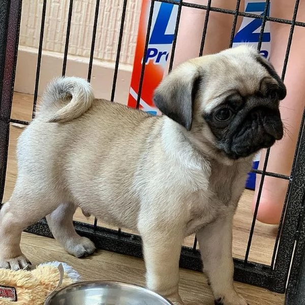 bellissimo cucciolo di carlino in cerca di una nuova casa, | Foto 1