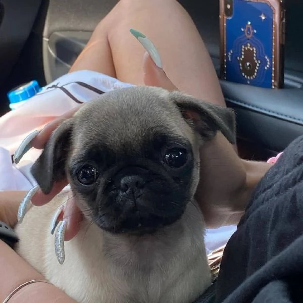 bellissimo cucciolo di carlino in cerca di una nuova casa, | Foto 0