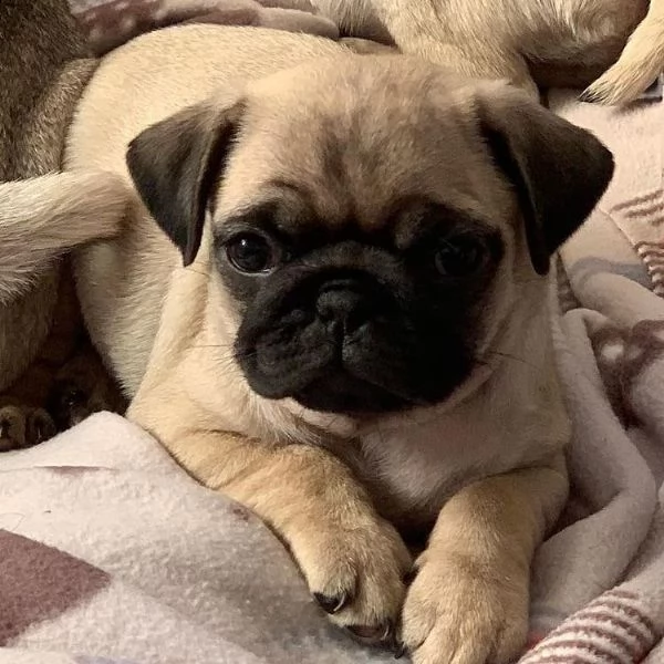 bellissimo cucciolo di carlino in cerca di una nuova casa,
