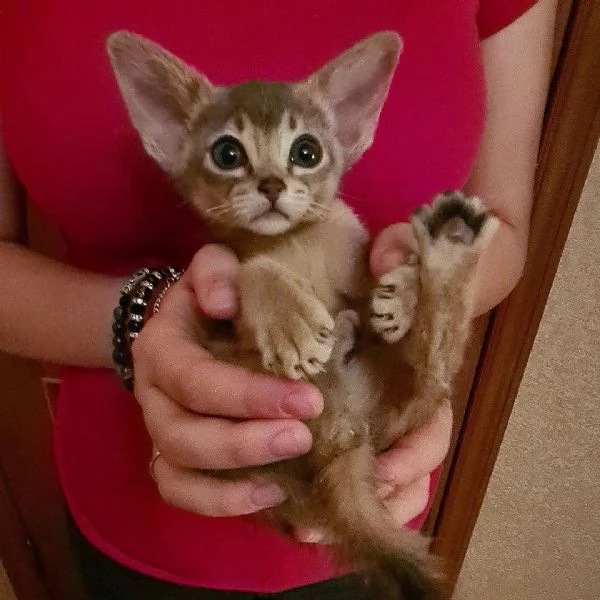 sto dando il mio gattino in adozione,  | Foto 0