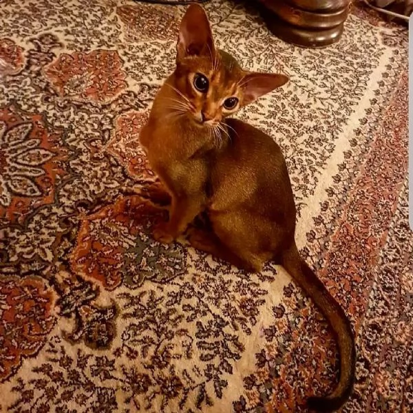 sto dando il mio gattino in adozione, 