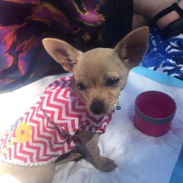 bellissimo cucciolo di chihuahua da regalare,  | Foto 0