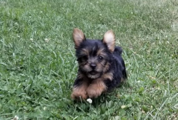 cucciolo bellissimo cucciolo di pomerania regalo per adozione | Foto 0