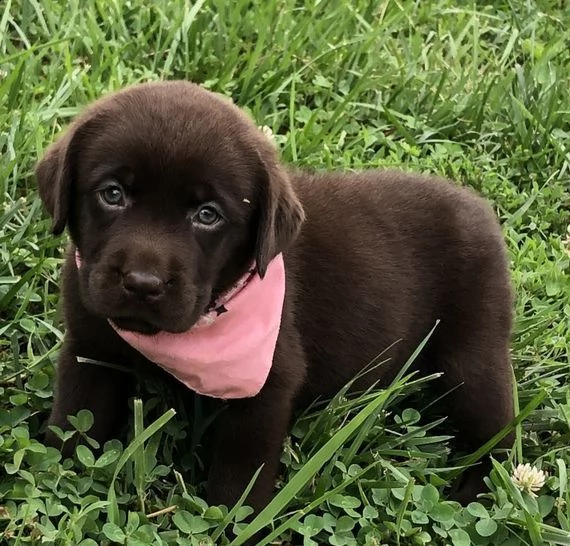 cuccioli di labrador retriever maschi e femmine