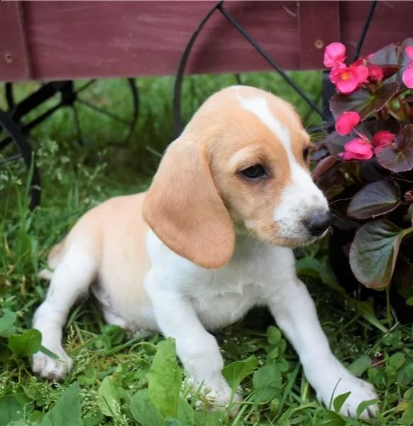 regalo beagle cuccioli meravigliosi ! 