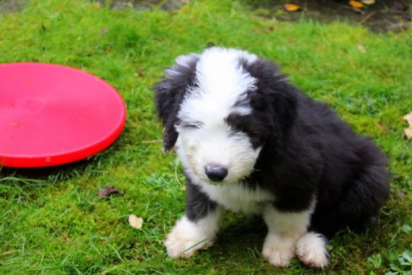 bellissimi kuccioli bobtail, altissima genealogia | Foto 0