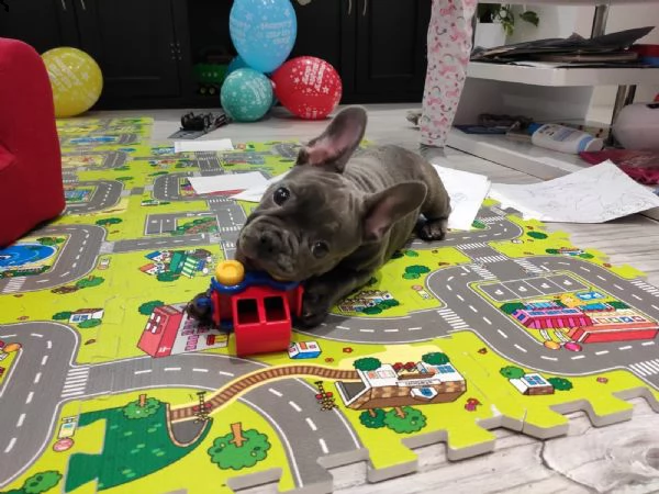 bouledogue francese | Foto 5