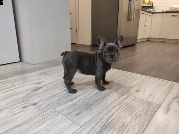 bouledogue francese | Foto 4