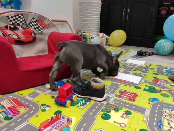 bouledogue francese | Foto 2