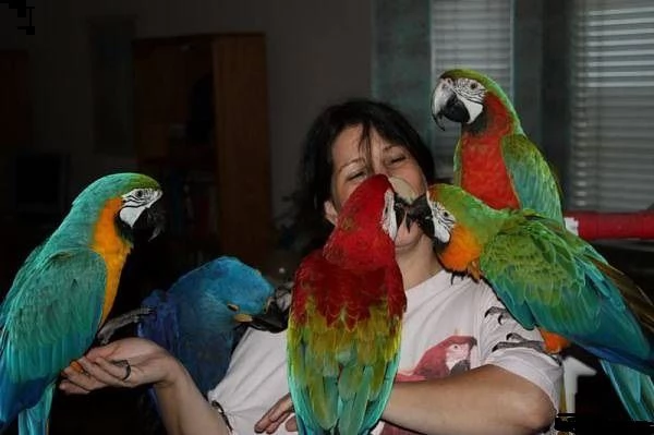 coppie e singoli da riproduzione di razze parlanti tutta italia   | Foto 1