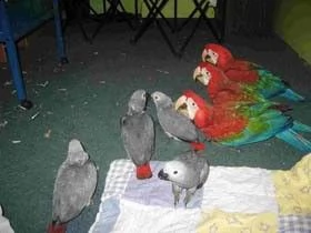 coppie e singoli da riproduzione di razze parlanti tutta italia  